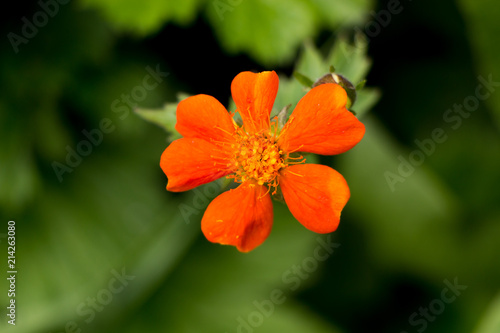 flower in garden