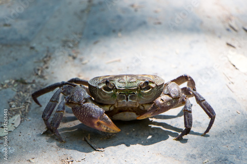 crab