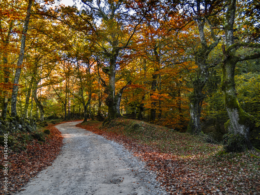 Paseo otoñal por la reserva del Saja