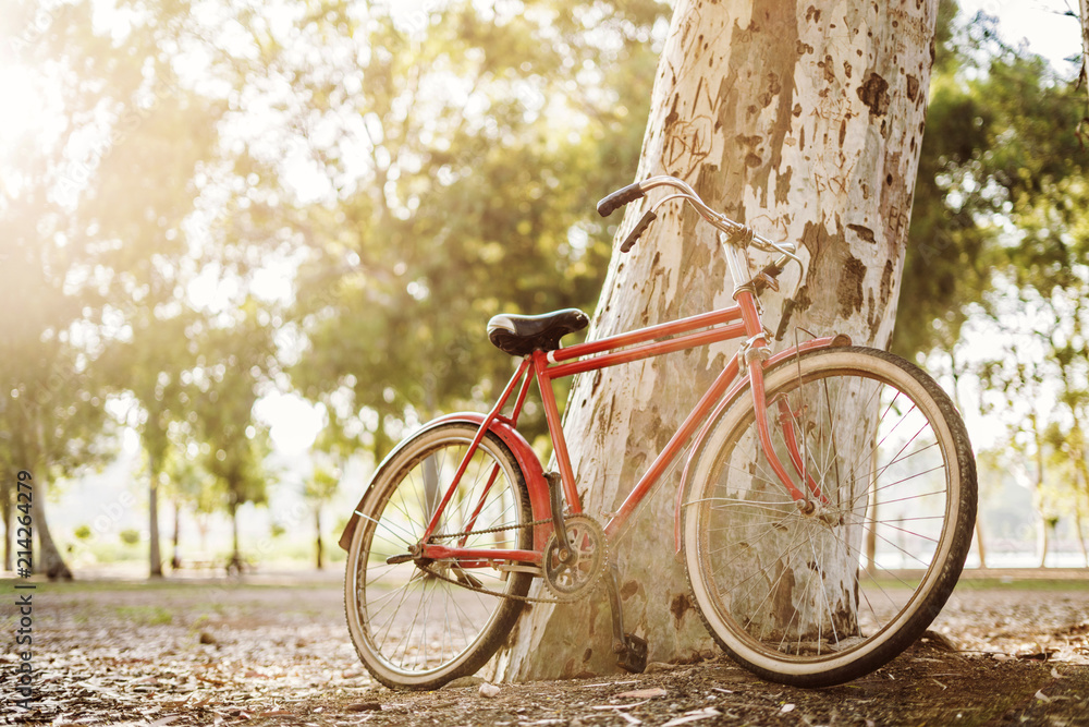 Fototapeta premium Riding bicycle in the park