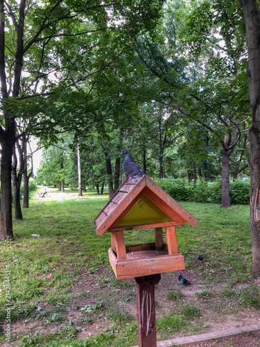 Bird feeder and pigeons in the park