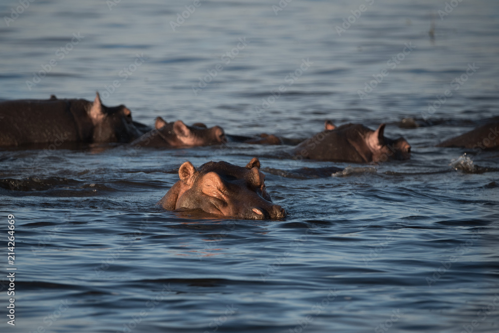 Fototapeta premium Sleepy Hippo