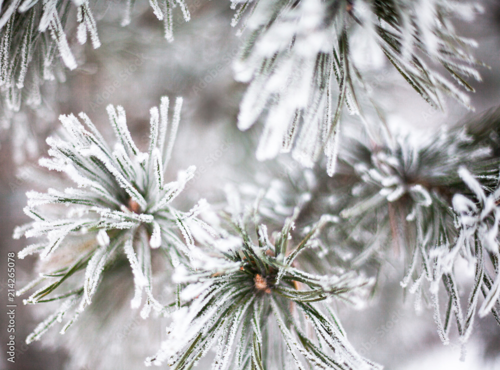 Coniferous branches covered with hoarfrost Coniferous branches covered with hoarfrost