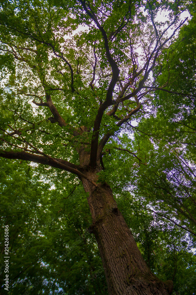 Fototapeta premium An ancient 200 year old tree in the park