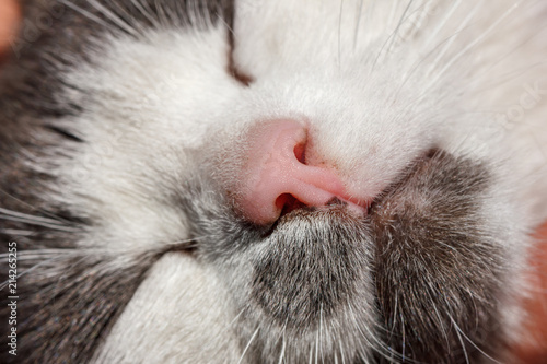 muzzle cat white close-up of a beloved pet