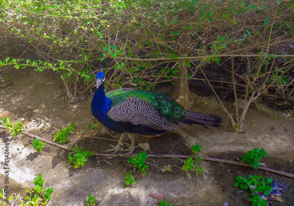 Peacock walks around the garden Peacock walks around the garden
