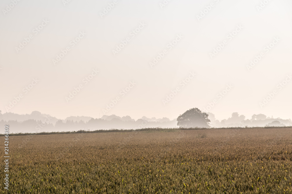 dawn in the Normandy countryside