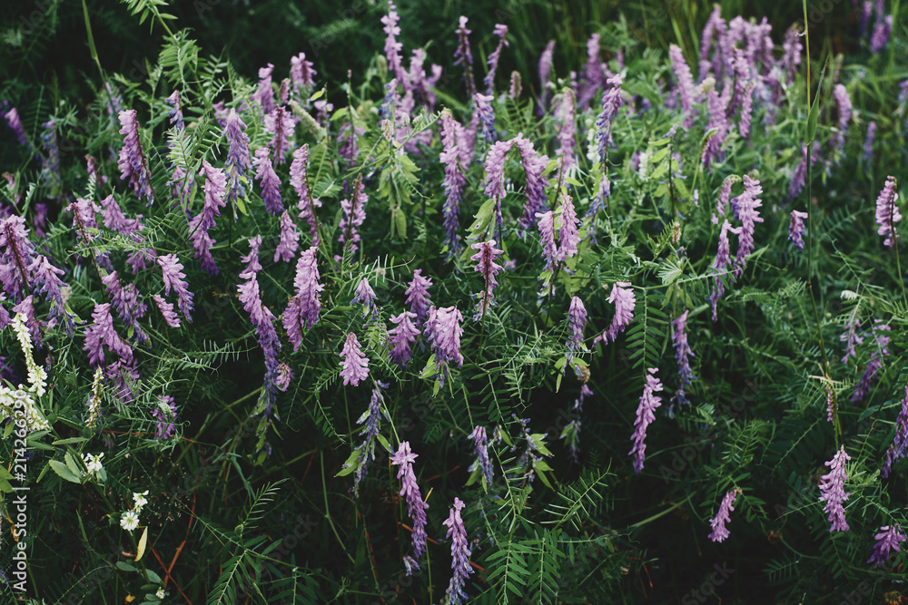 Colorful lupine flowers on green meadow background. Colorful lupine flowers on green meadow background.