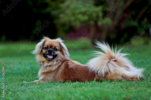Slika na platnu Small tibetan spaniel trying to cool down