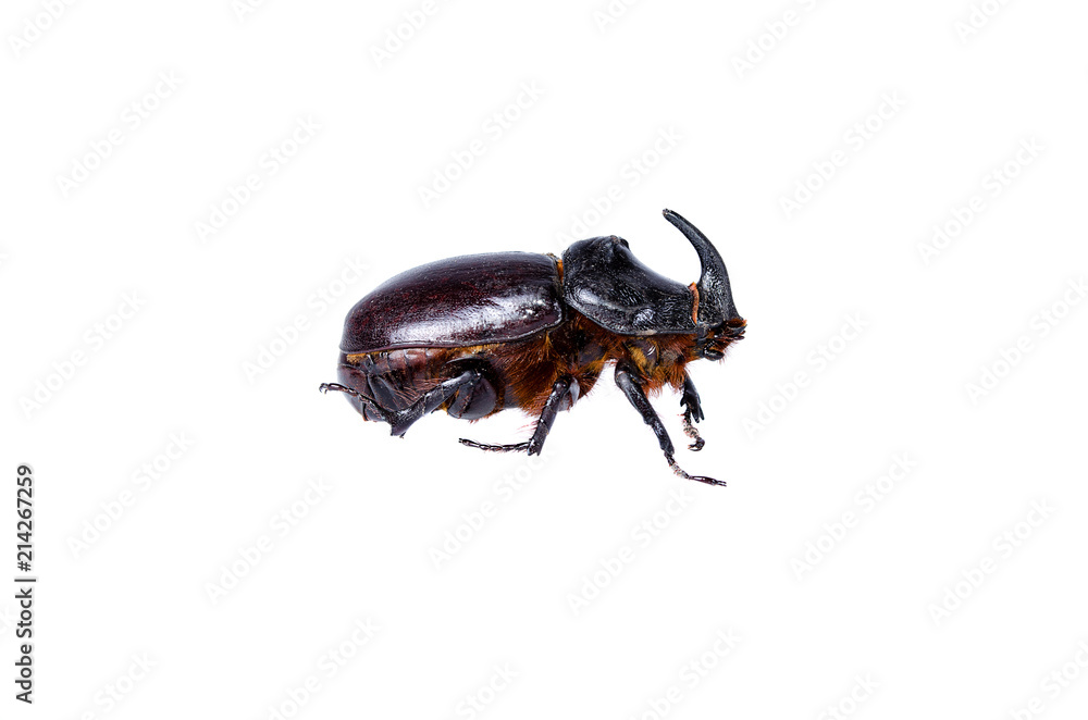 Beetle rhinoceros on white background close-up Beetle rhinoceros on white background close-up