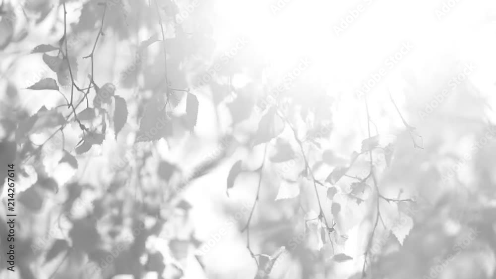 Black and white video of beautiful spring nature in morning soft light ...