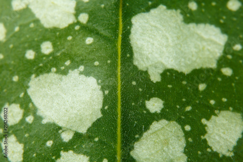 Spotted leaf of medunica pulmonaria photo