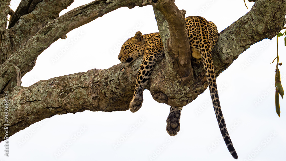 Obraz premium Leopard