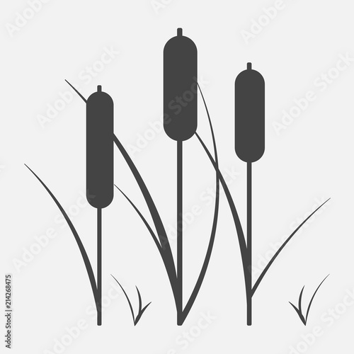 Reeds plant vector icon. Illustration of reeds.