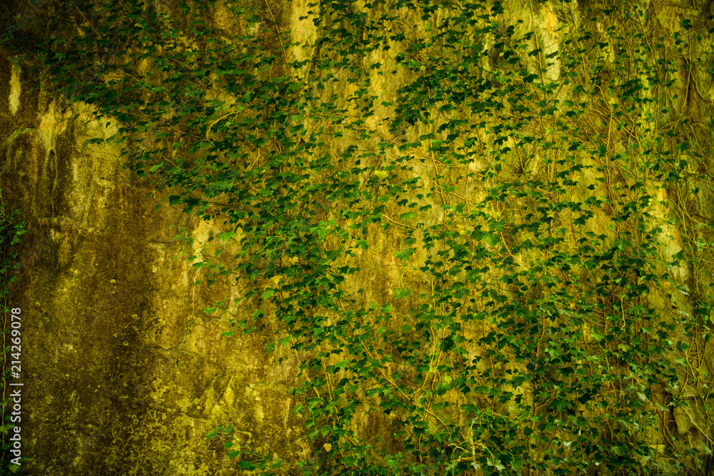 Obraz premium Alte Mauer