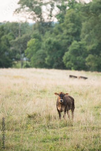 Tiger striped calf in the pasture