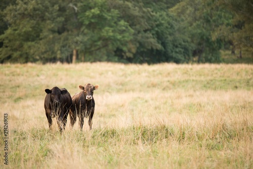 Calves in the pasture © Emily