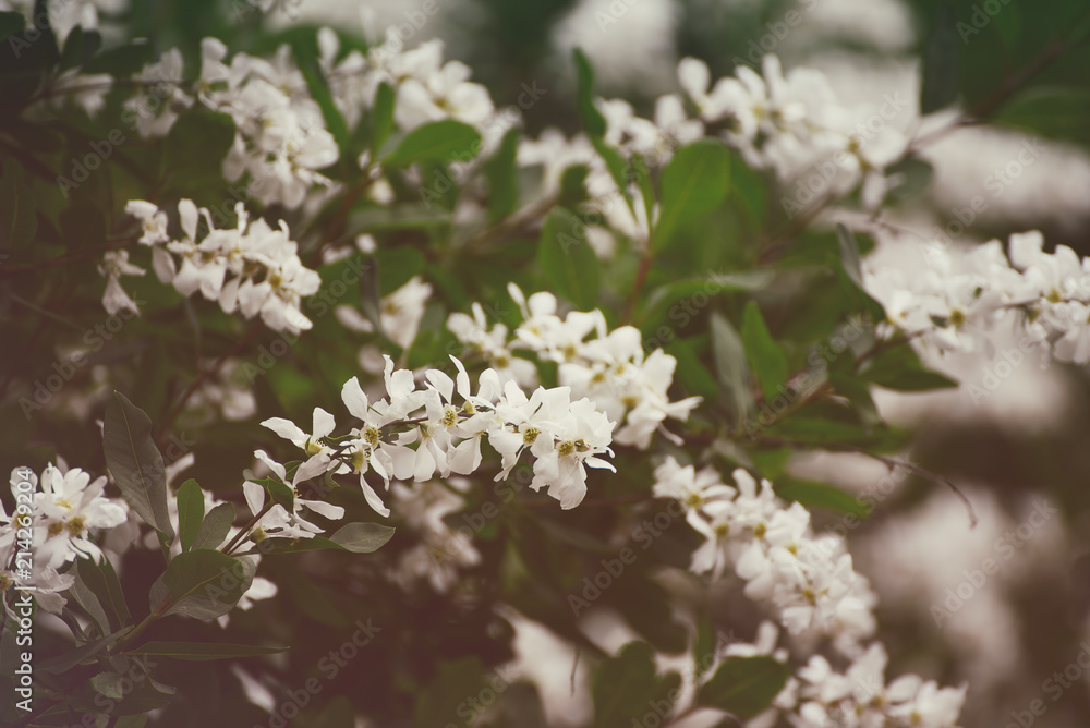White flowers blossoming in spring time, natural vintage background
