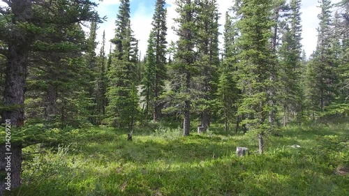 Walking through the forest near the mountains in late spring early summer near Calgary Alberta Canada photo