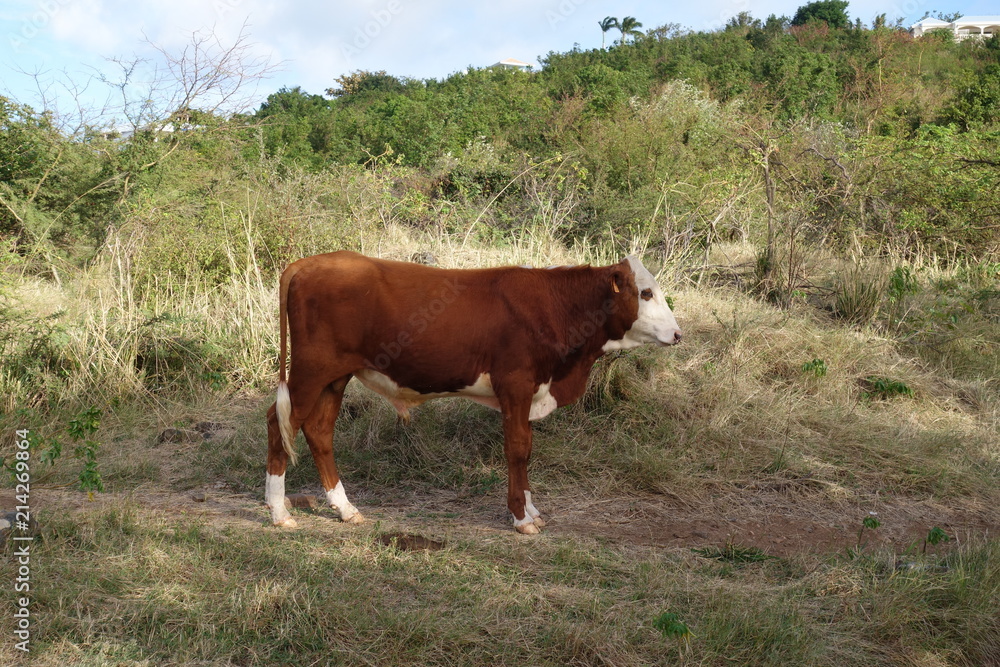 Vache Vache