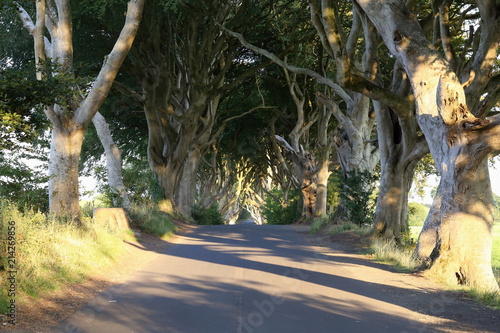 Dark Hedgerows. A road lined with ancient trees provides an atmospheric backdrop often used as a film and tv location.