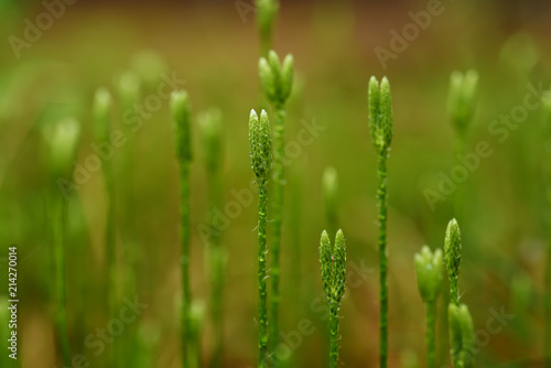Blooming stagshorn clubmoss, Lycopodium clavatum growing in the green spring forest, botanical natural background
