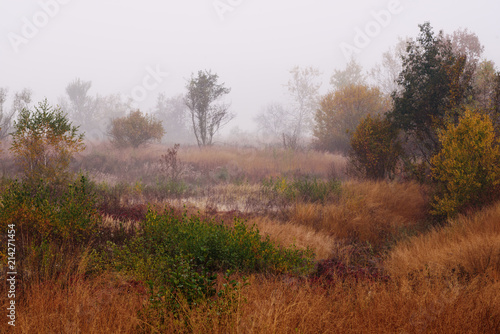 Autumn foggy landscape with colorful red bushes and meadow in the morning