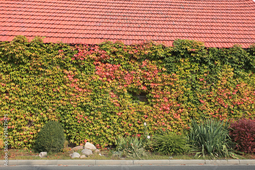 Kolorowe pnącza na ścianie budynku z czerwoną dachówką.
