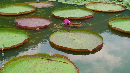 huge blooming water lily lotuses in a tropical park photo