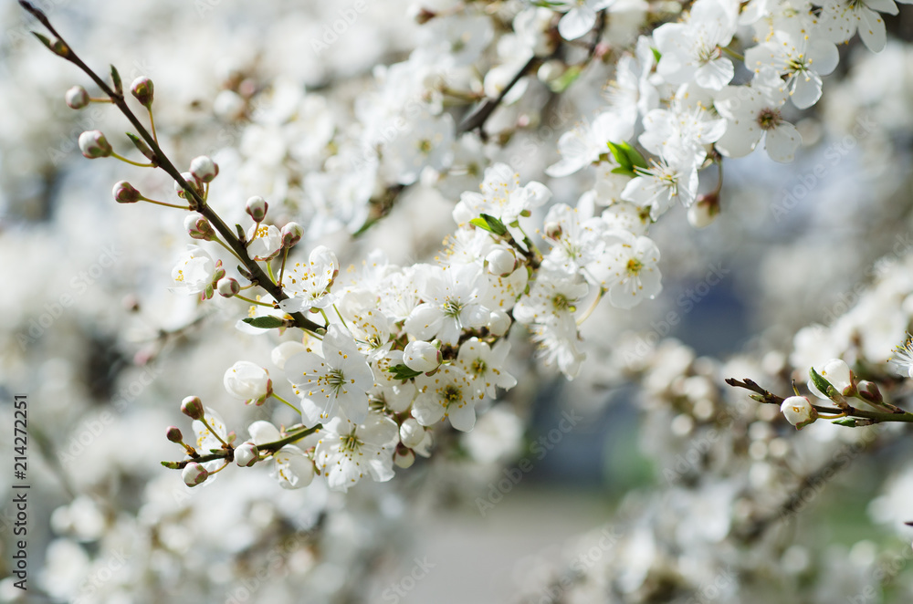 Blossoming of the apricot tree in spring time with white beautiful flowers. Macro image with copy space. Natural seasonal background. Blossoming of the apricot tree in spring time with white beautiful flowers. Macro image with copy space. Natural seasonal background.