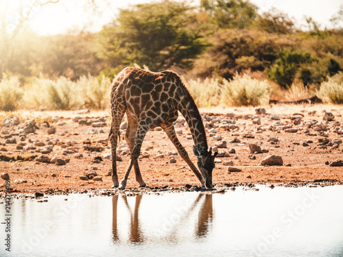 Giraffe Etosha Waterhole