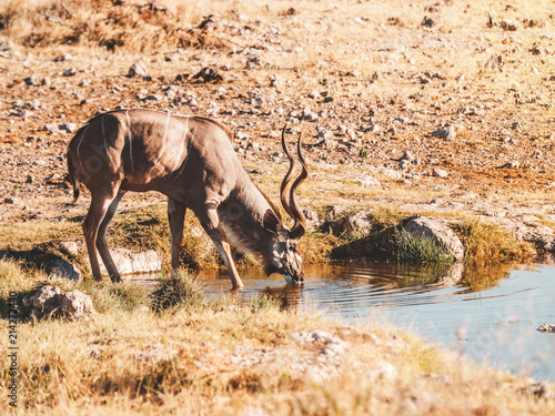 Kudu Waterhole Etosha