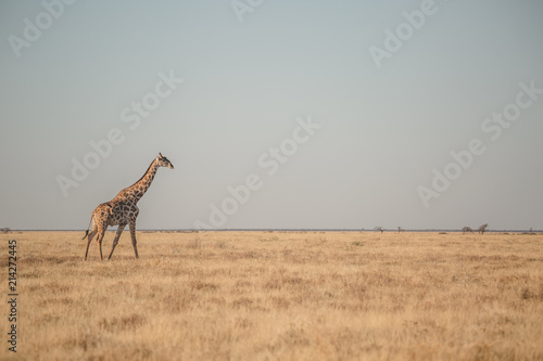 Etosha Giraffe