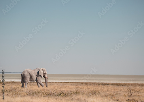 Etosha Elephant