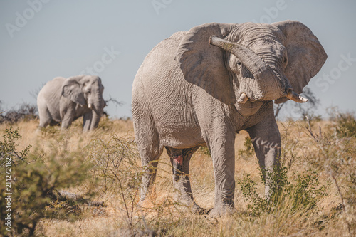 Etosha Elephant © clipinc.ch