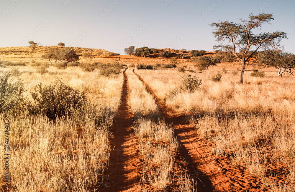Kalahari path - obrazy, fototapety, plakaty 