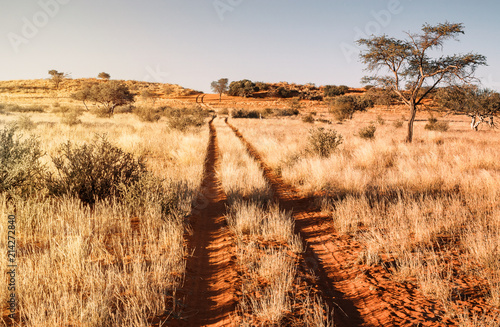 Kalahari path