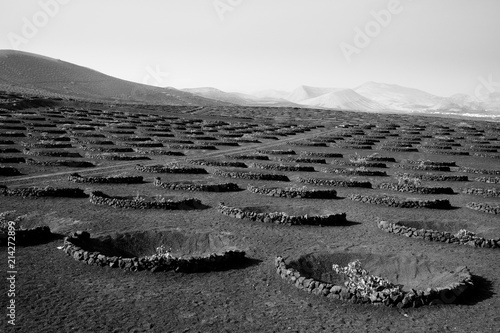 Slika na platnu Vignobles, La Geria, Lanzarote