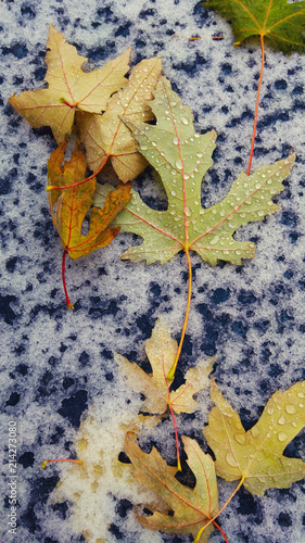 Autumn golden leaves with water drops on the first snow background. Seasonal weather autumn and winter concept