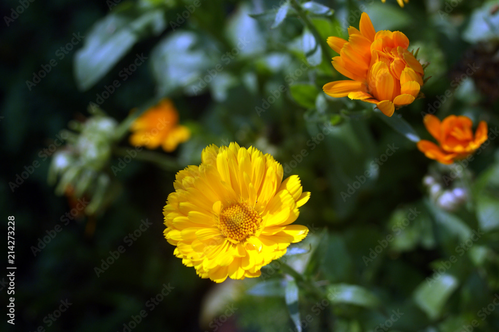 bright yellow wildflowers bright yellow wildflowers