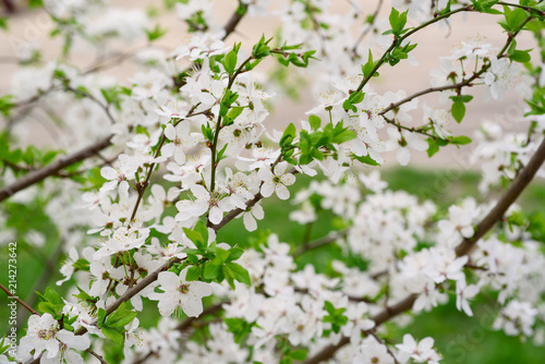 Blossoming of cherry flowers in spring time, natural seasonal floral background