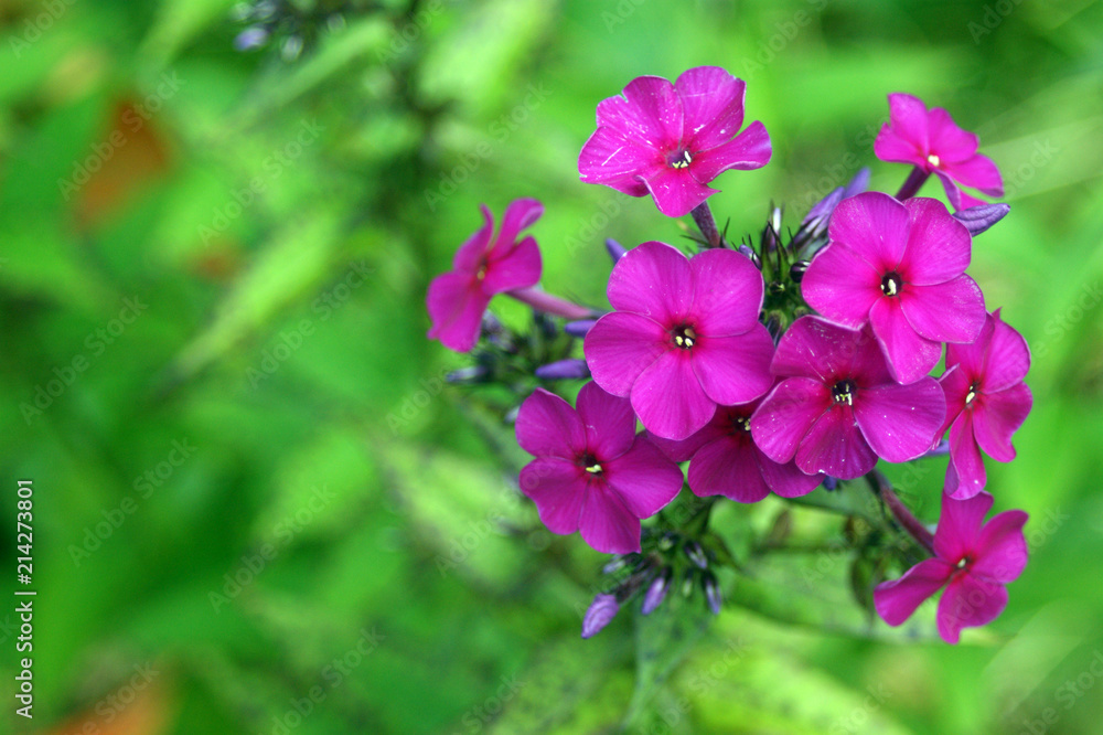 beautiful pink inflorescences beautiful pink inflorescences