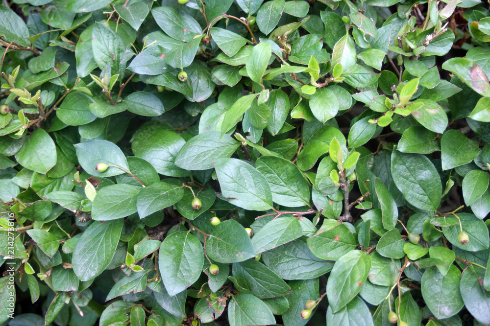 Fototapeta premium raspberry and Rowan leaves