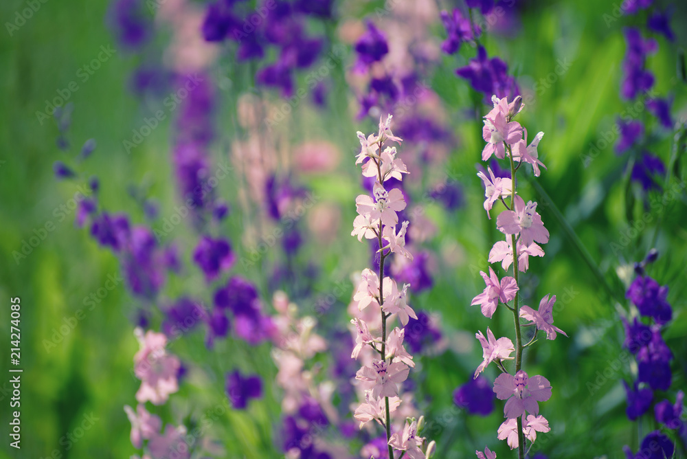 Background from tender soft violet blue beautiful flowers, floral vintage background Background from tender soft violet blue beautiful flowers, floral vintage background