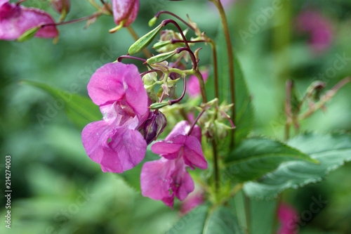 beautiful pink inflorescences