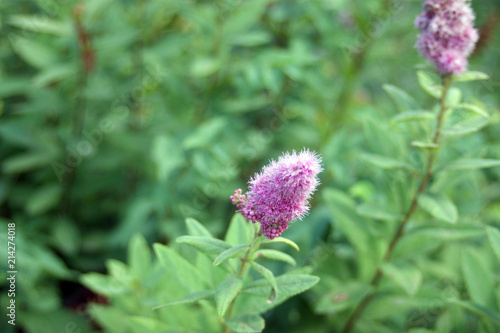 beautiful pink inflorescences
