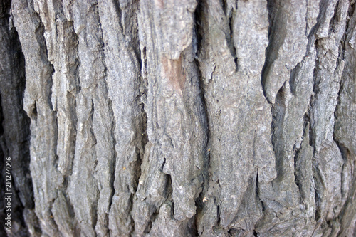 beautiful tree bark