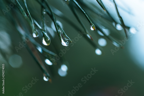 Fotografie, Obraz Abstract background from conifer evergreen pine tree branches with dew water dro