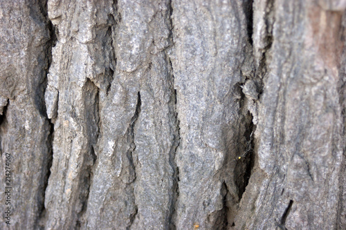 beautiful tree bark