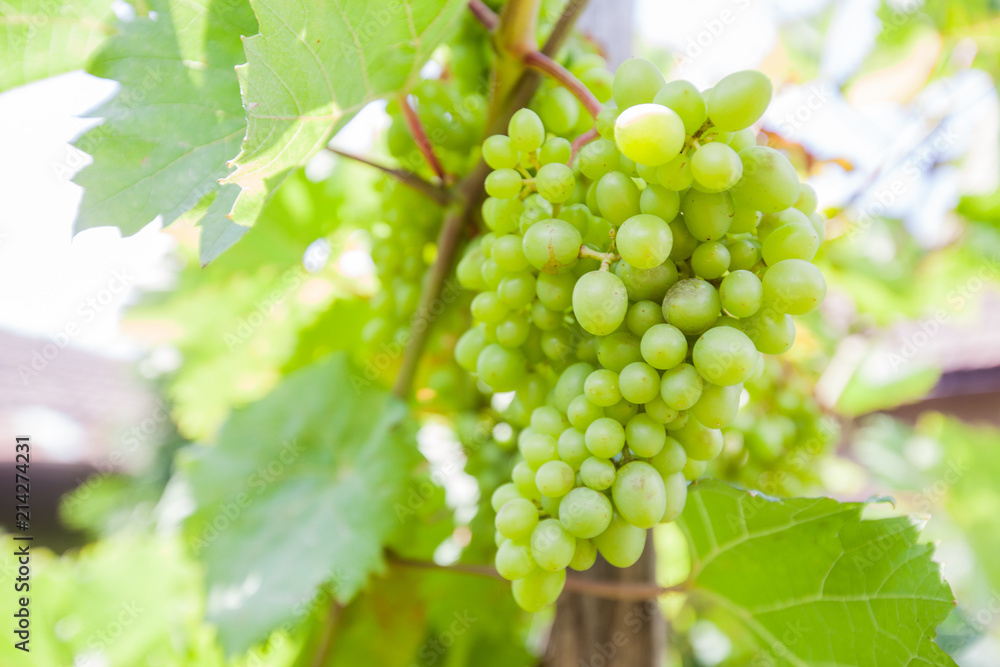 unripe green grapes